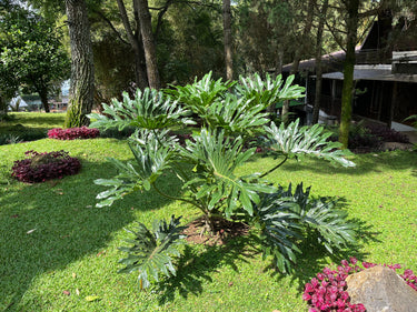 15 Lacy TREE PHILODENDRON Split Leaf Cut-leaf Selloum House Plant Seeds